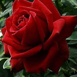 Meet your Posher, Maritza